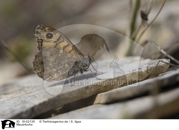 Mauerfuchs / wall brown / SI-02135