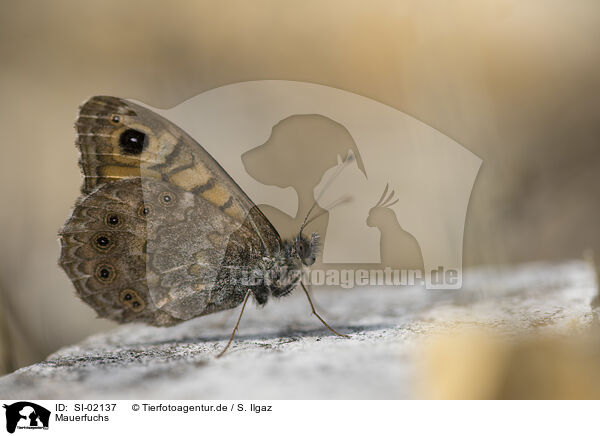 Mauerfuchs / wall brown / SI-02137