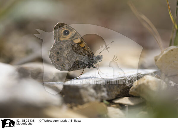 Mauerfuchs / wall brown / SI-02138