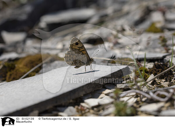 Mauerfuchs / wall brown / SI-02139