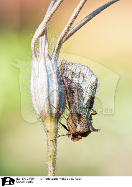 Messingeule / Burnished Brass Moth / SA-01561