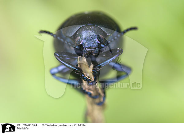 Mistkfer / dorbeetle / CM-01394