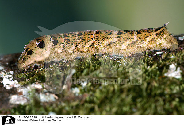 Mittlerer Weinschwrmer Raupe / elephant hawkmoth / DV-01116