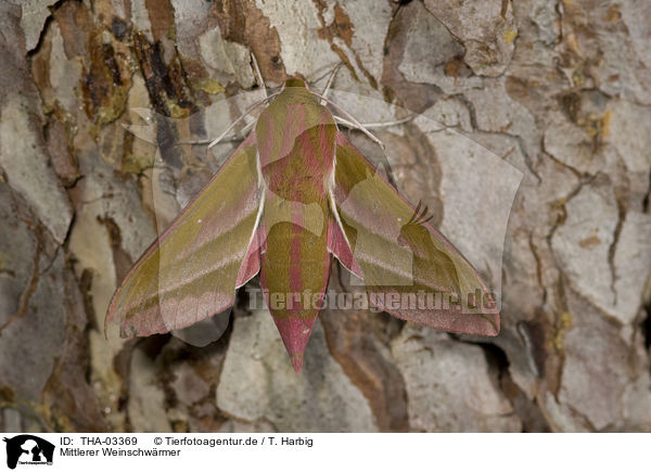 Mittlerer Weinschwrmer / elephant hawkmoth / THA-03369