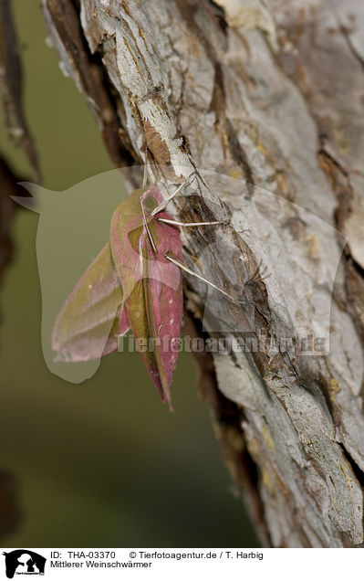 Mittlerer Weinschwrmer / elephant hawkmoth / THA-03370