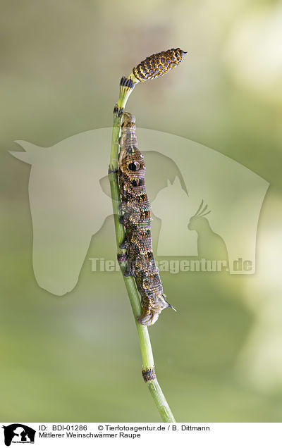 Mittlerer Weinschwrmer Raupe / elephant hawk moth grub / BDI-01286