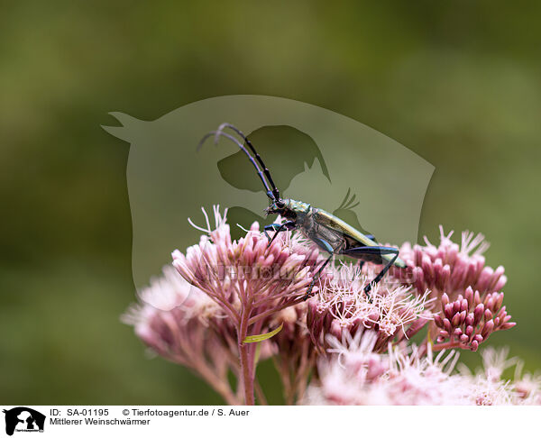 Mittlerer Weinschwrmer / Elephant Hawkmoth / SA-01195