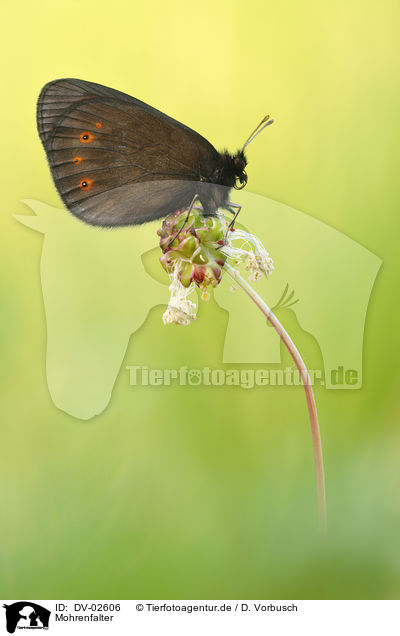 Mohrenfalter / brush-footed butterfly / DV-02606