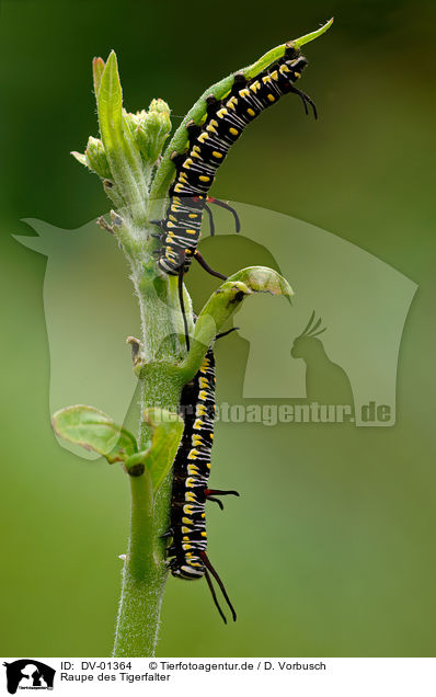 Raupe des Tigerfalter / grubs / DV-01364