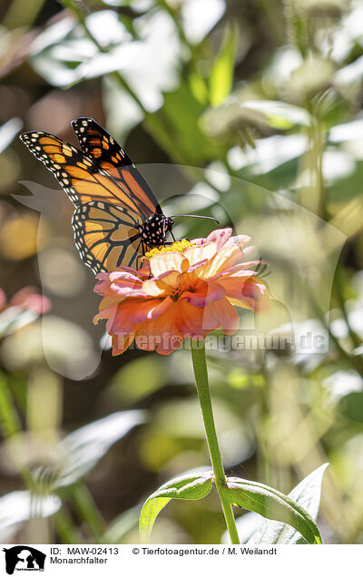 Monarchfalter / monarch butterfly / MAW-02413