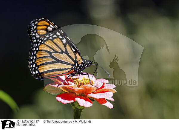 Monarchfalter / monarch butterfly / MAW-02417