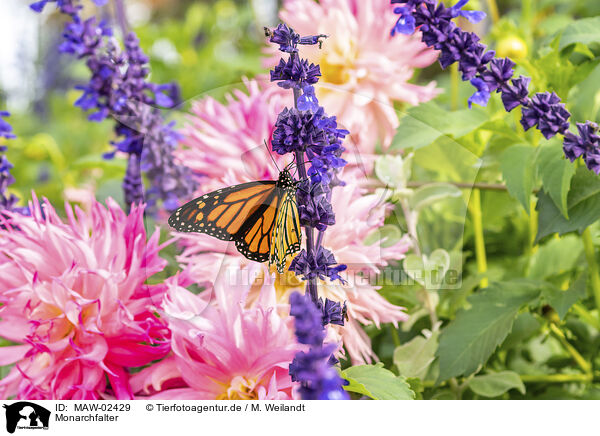 Monarchfalter / monarch butterfly / MAW-02429