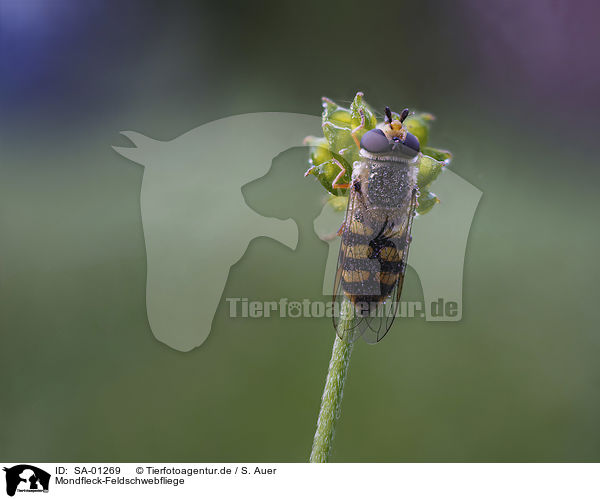 Mondfleck-Feldschwebfliege / Eupeodes luniger / SA-01269