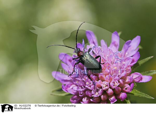 Moschusbock / Musk beetle / HJ-02276