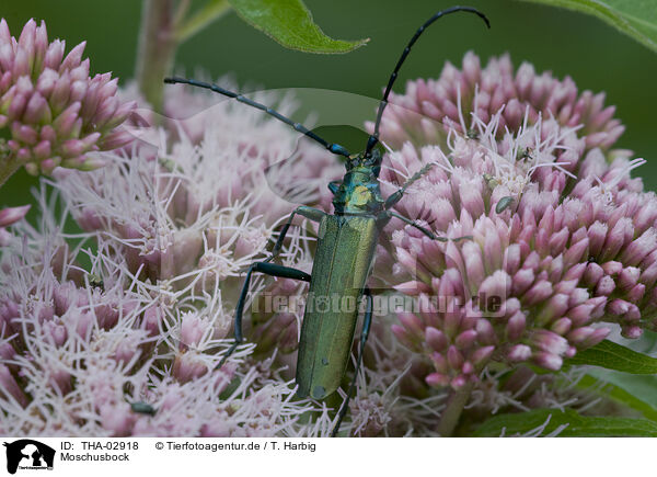 Moschusbock / musk beetle / THA-02918