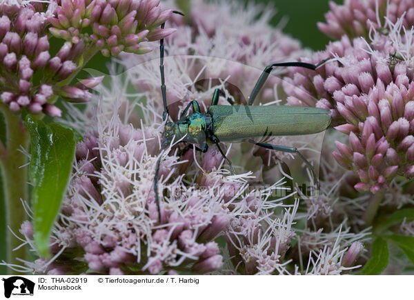 Moschusbock / musk beetle / THA-02919