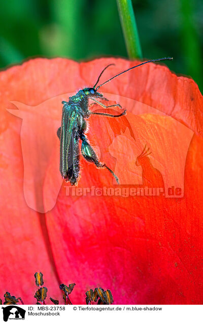 Moschusbock / musk beetle / MBS-23758