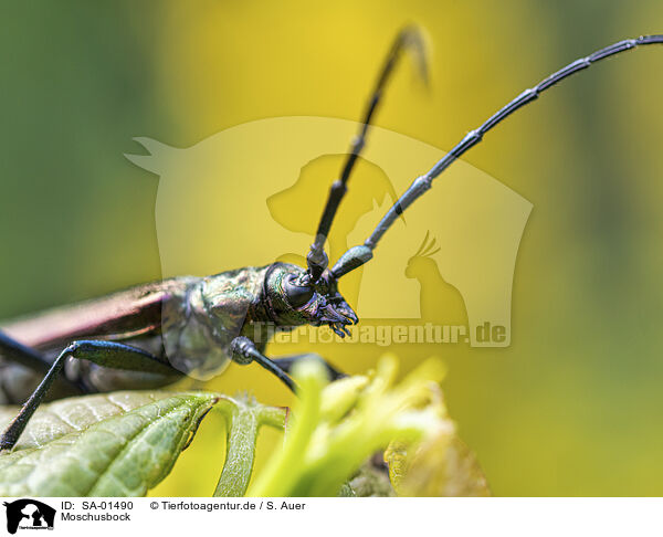 Moschusbock / musk beetle / SA-01490