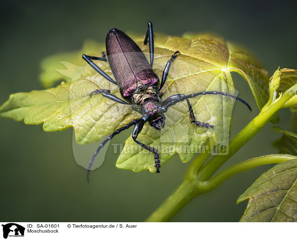 Moschusbock / musk beetle / SA-01601