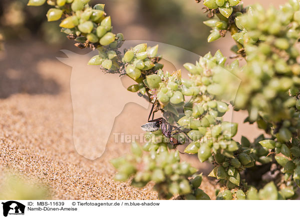 Namib-Dnen-Ameise / MBS-11639