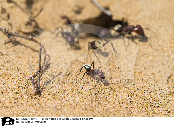 Namib-Dnen-Ameisen / namib desert dune ants / MBS-11641