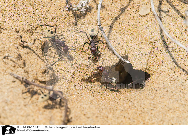 Namib-Dnen-Ameisen / namib desert dune ants / MBS-11643