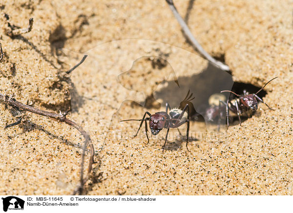 Namib-Dnen-Ameisen / namib desert dune ants / MBS-11645