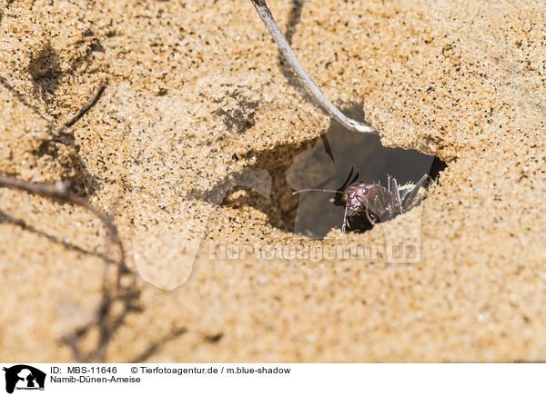 Namib-Dnen-Ameise / namib desert dune ant / MBS-11646