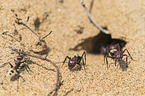 Namib-Dnen-Ameisen