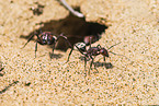 Namib-Dünen-Ameisen