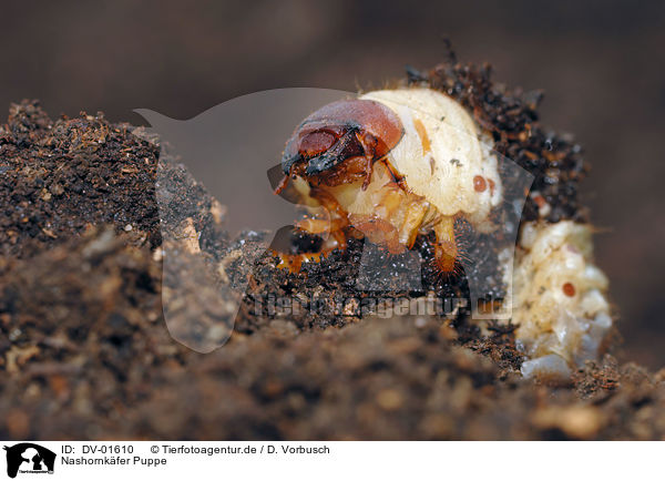 Nashornkfer Puppe / european rhinoceros beetle / DV-01610