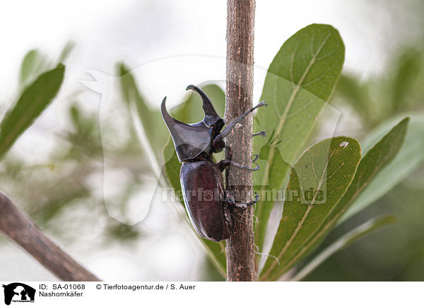 Nashornkfer / Rhinoceros Beetle / SA-01068