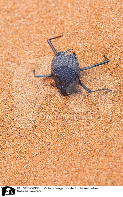 Nebeltrinker-Kfer / Namib desert beetle / MBS-06336