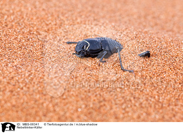 Nebeltrinker-Kfer / Namib desert beetle / MBS-06341