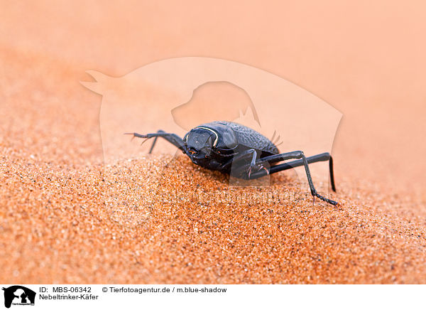 Nebeltrinker-Kfer / Namib desert beetle / MBS-06342