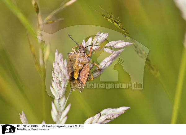 Nrdliche Fruchtwanze / northern bug / SO-01986