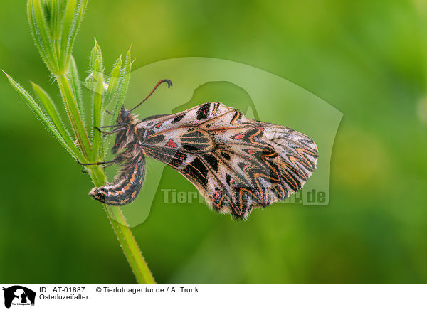 Osterluzeifalter / festoon butterfly / AT-01887