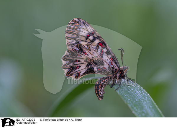 Osterluzeifalter / festoon butterfly / AT-02305