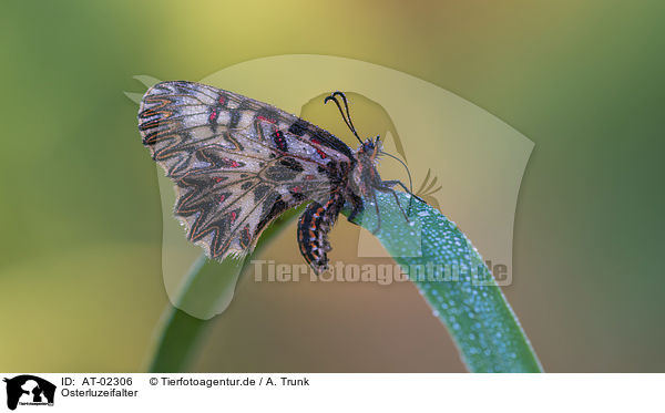 Osterluzeifalter / festoon butterfly / AT-02306