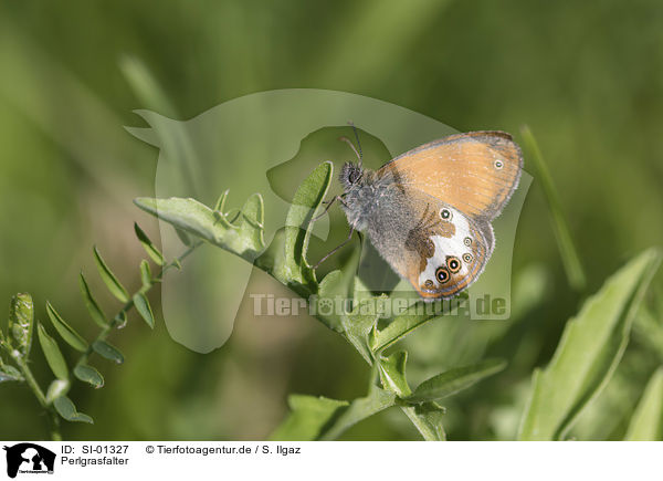 Perlgrasfalter / Pearly Heath Butterfly / SI-01327