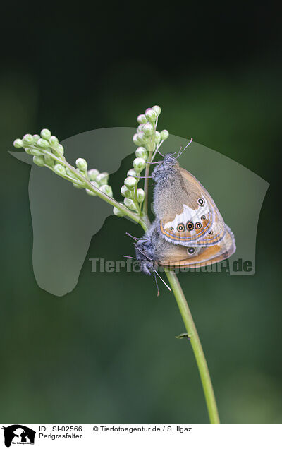 Perlgrasfalter / SI-02566