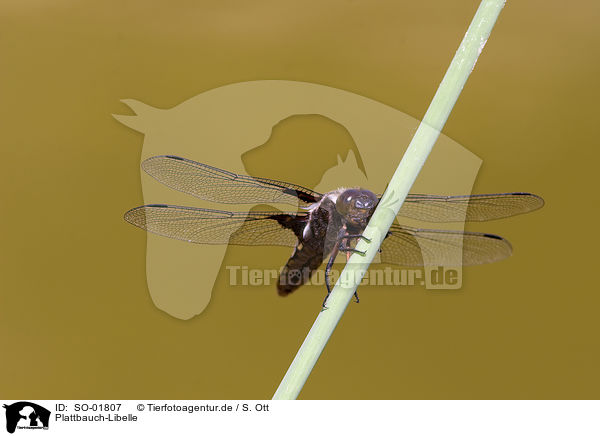 Plattbauch-Libelle / broad-bodied chaser / SO-01807