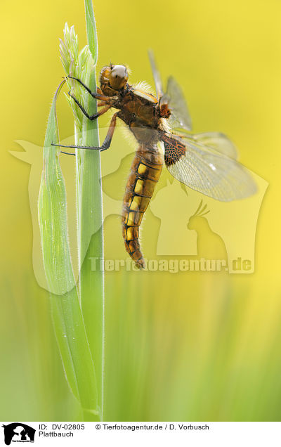 Plattbauch / broad-bodied chaser / DV-02805