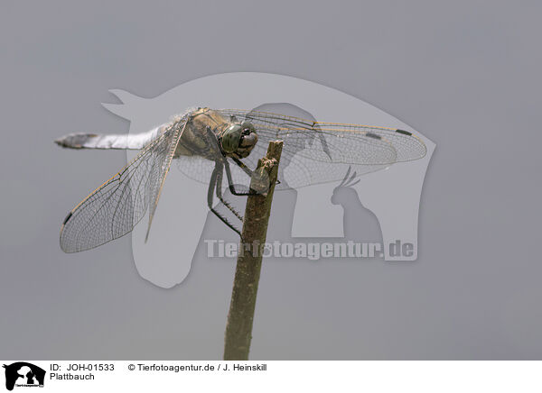 Plattbauch / broad-bodied chaser / JOH-01533