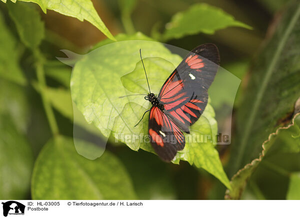 Postbote / postman butterfly / HL-03005