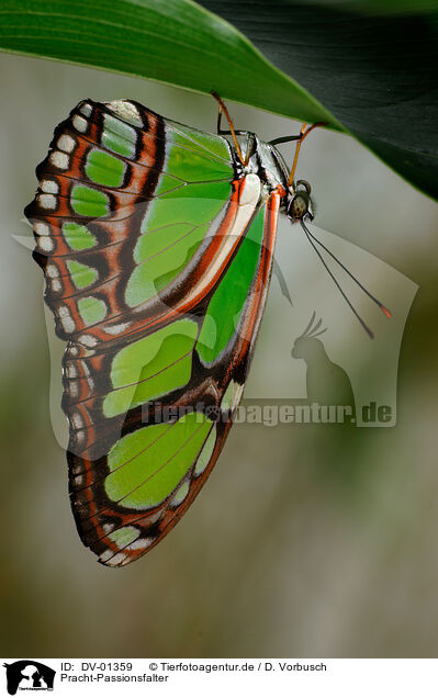 Pracht-Passionsfalter / butterfly / DV-01359