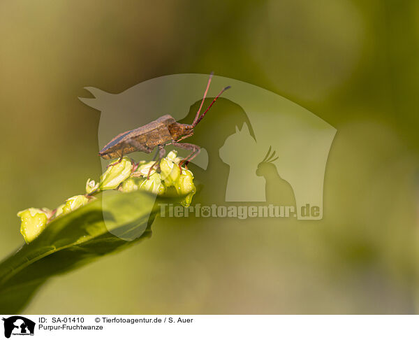 Purpur-Fruchtwanze / black-shouldered shieldbug / SA-01410