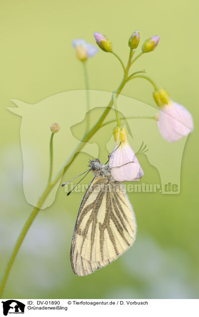 Grnaderweiling / green-veined white / DV-01890
