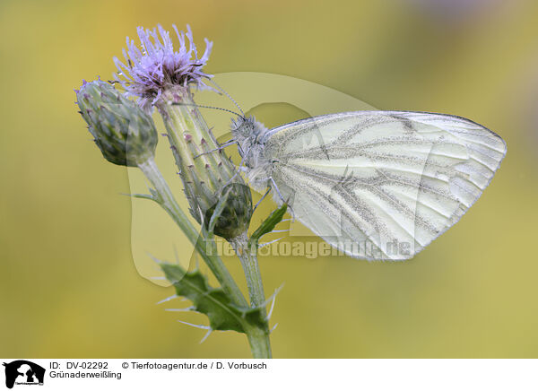 Grnaderweiling / green-veined white butterfly / DV-02292