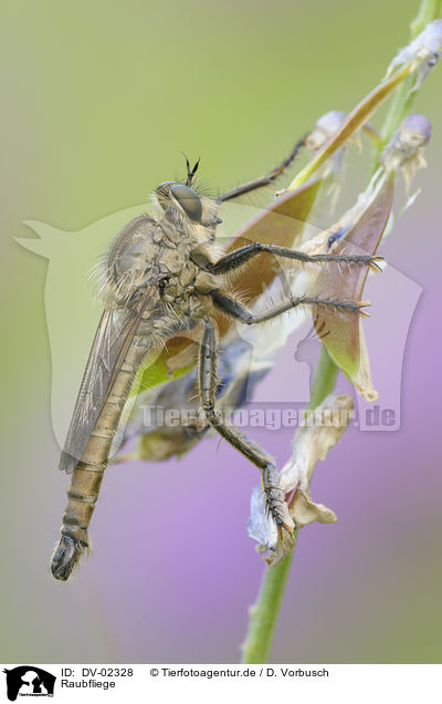 Raubfliege / robber fly / DV-02328